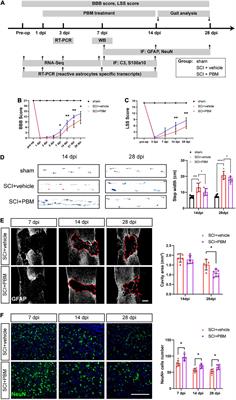 Photobiomodulation Promotes Repair Following Spinal Cord Injury by Regulating the Transformation of A1/A2 Reactive Astrocytes